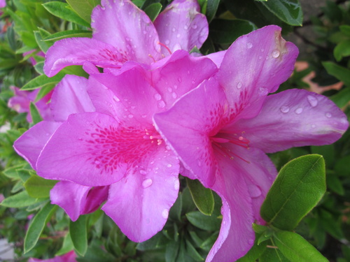 doquyenhong-pthanh_500