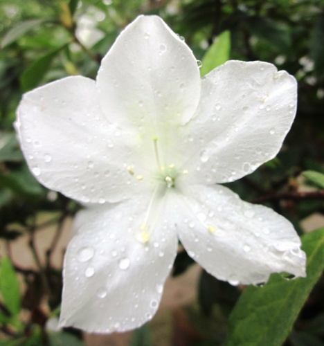 doquyentrang-pthanh_500