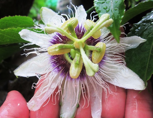 hoachanhday_p.thanh_500