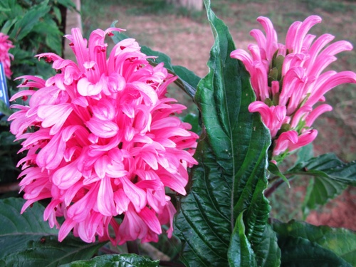 hoangoclong-pthanh_500