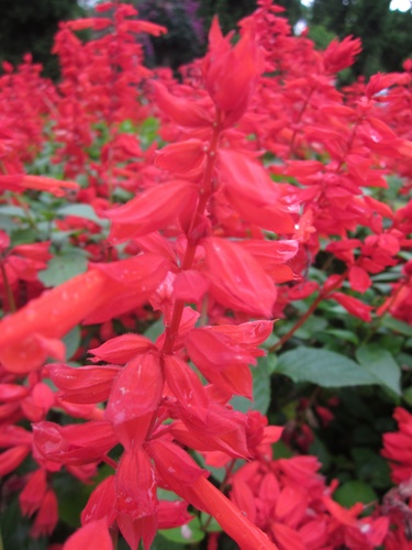 hoaxacphao-pthanh_500