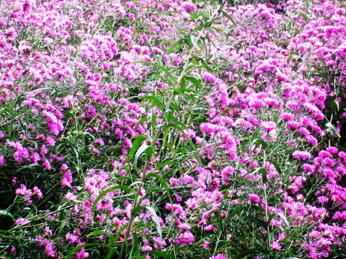 thanhthao-pthanh_500