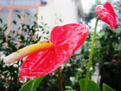 tieuhongmon-_pthanh_500