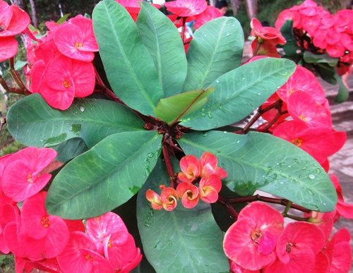 xuongrong-pthanh_500