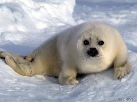 a-seal