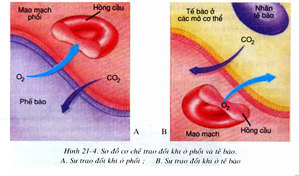 Kết quả hình ảnh cho trao đổi khí ở phổi và tế bào