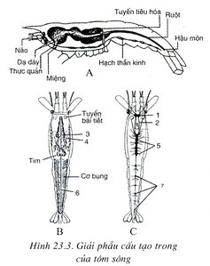 Hình ảnh có liên quan