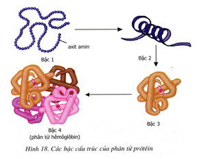 Kết quả hình ảnh cho cấu trúc của protein