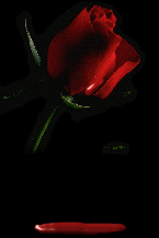 Rosedripblood1