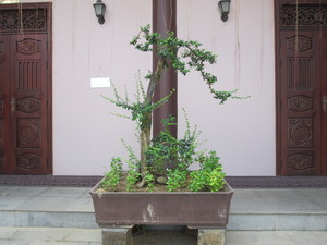IMG_0866.jpg