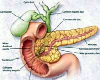Coquancuaruot