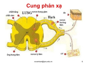Hoatdongthankinhcapcaop36728.jpg