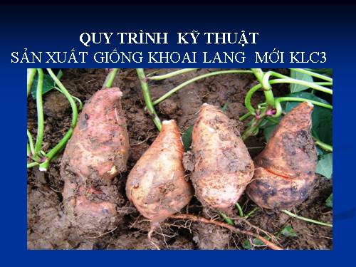 Quy trình trồng rong riềng - Bài giảng khác - HOÀNG MINH - Thư viện Bài ...